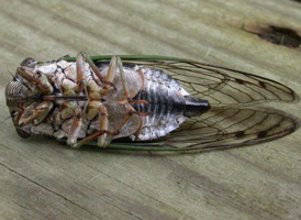 Coastal Scissor-grinder Cicada